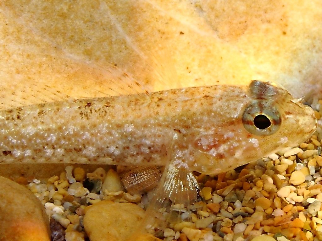 juvenile Gobius cobitis